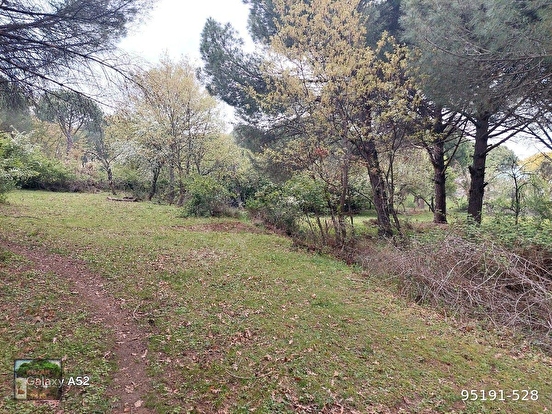 BERGAMA KOZAK YAYLASI YUKARIBEY MAH DE 3140 M2 FISTIKLIK