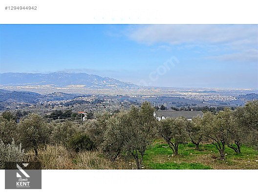 Kemalpaşa Yukarıkızılca Satılık İmar sınırında 6250m2 Zeytinlik - İZMİR KEMALPAŞA fotoğraf 3