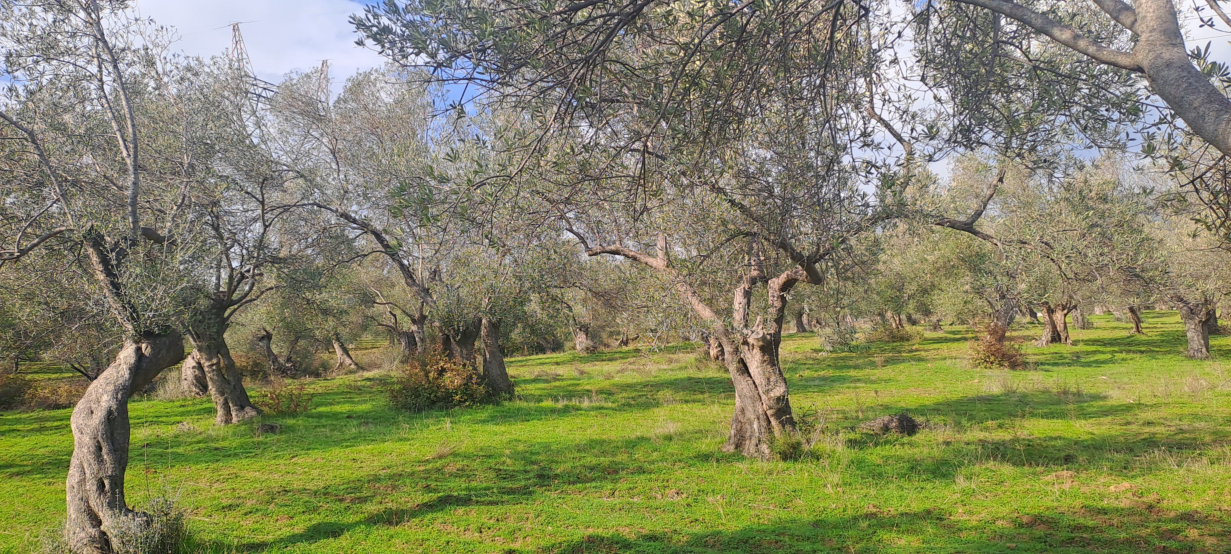 HAKANOĞLU GROUP'TAN TUZCUMURAT MAH. SATILIK ZEYTİNLİK - BALIKESİR EDREMİT fotoğraf 12