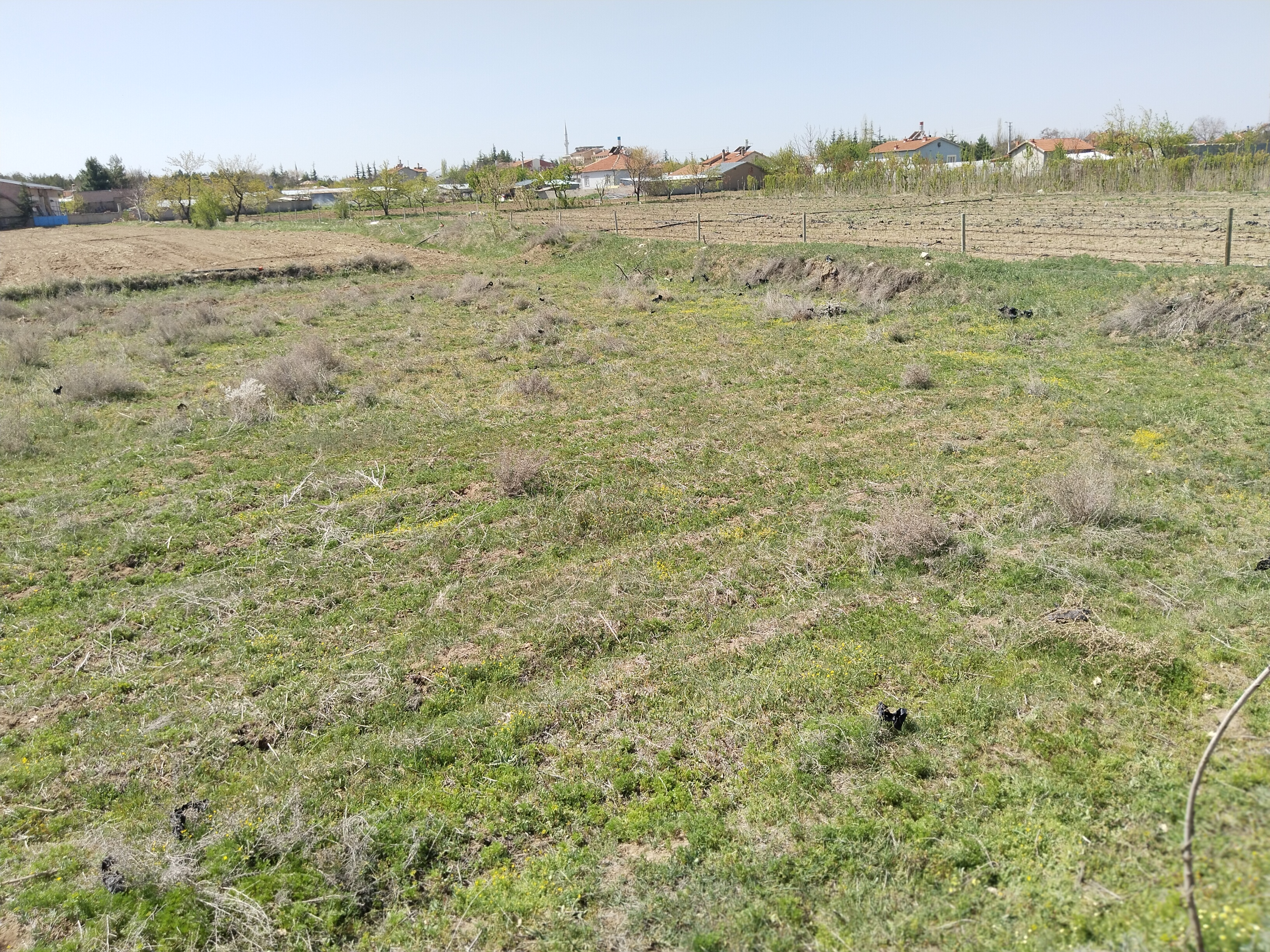 KONYA ÇUMRA ALİBEYHÜYÜĞÜ  KÖYÜNDE  272  M² BAĞ SATILIKTIR - KONYA ÇUMRA fotoğraf 14