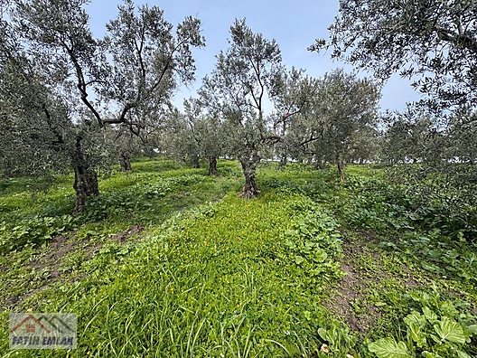 GEMLİK MURATOBA KÖYÜNDE 4695m² SATILIK ZEYTİNLİK - BURSA GEMLİK fotoğraf 21