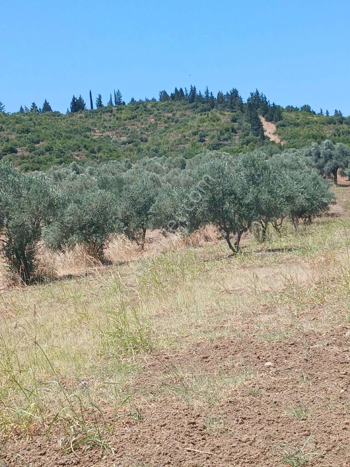 İzmir Torbalı Yazıbaşında 3.800m2 Zeytinlik Satılık - İZMİR TORBALI fotoğraf 8