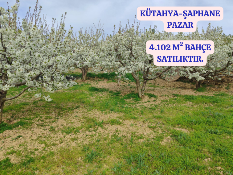 KÜTAHYA ŞAPHANE PAZAR  KÖYÜNDE   4.102 M²  BAHÇE  SATILIKTIR - KÜTAHYA ŞAPHANE fotoğraf 2