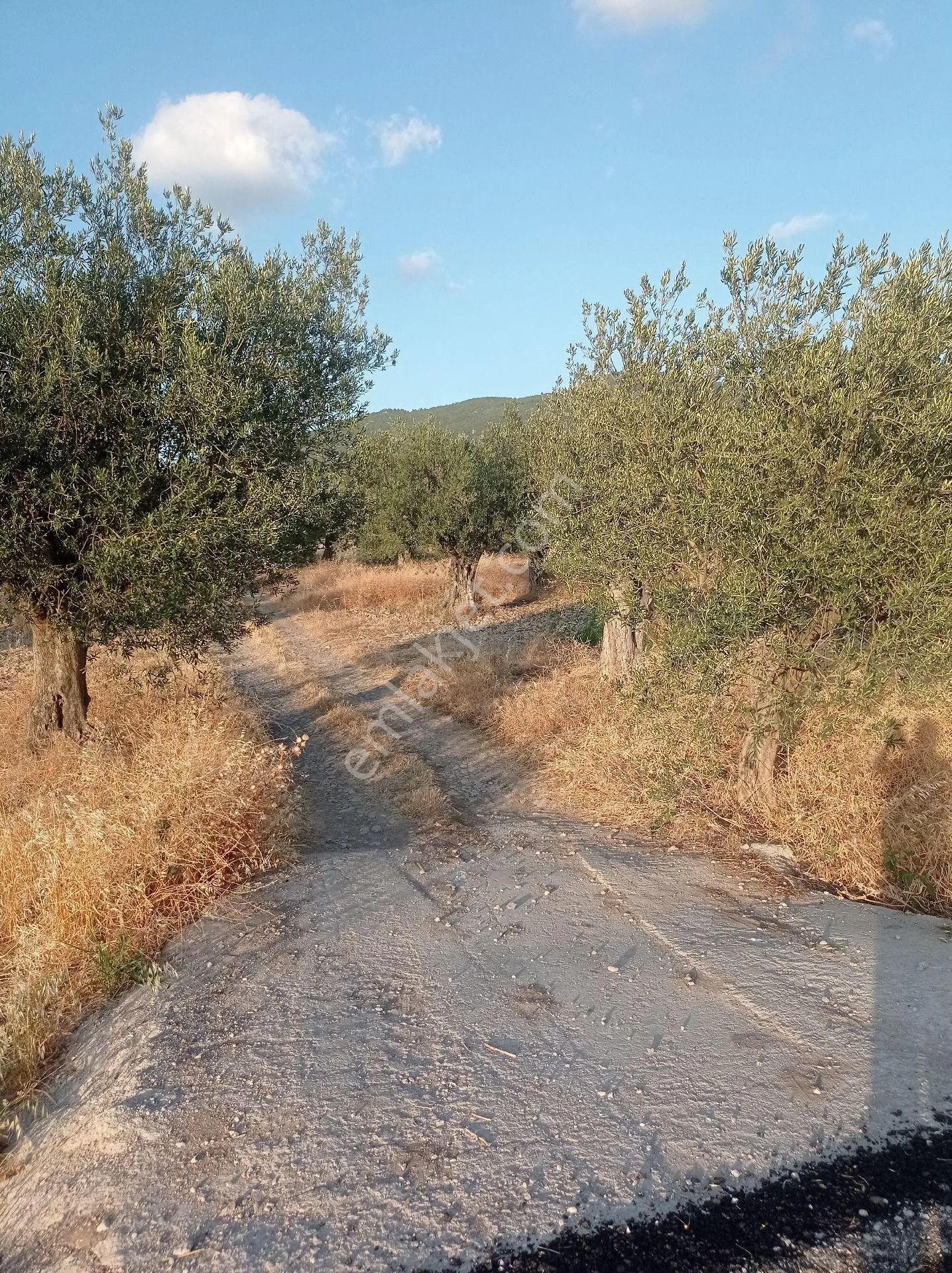 Yeliz'den Manisa Soma'da Asfalt Kenarı Zeytinlik - MANİSA SOMA fotoğraf 12