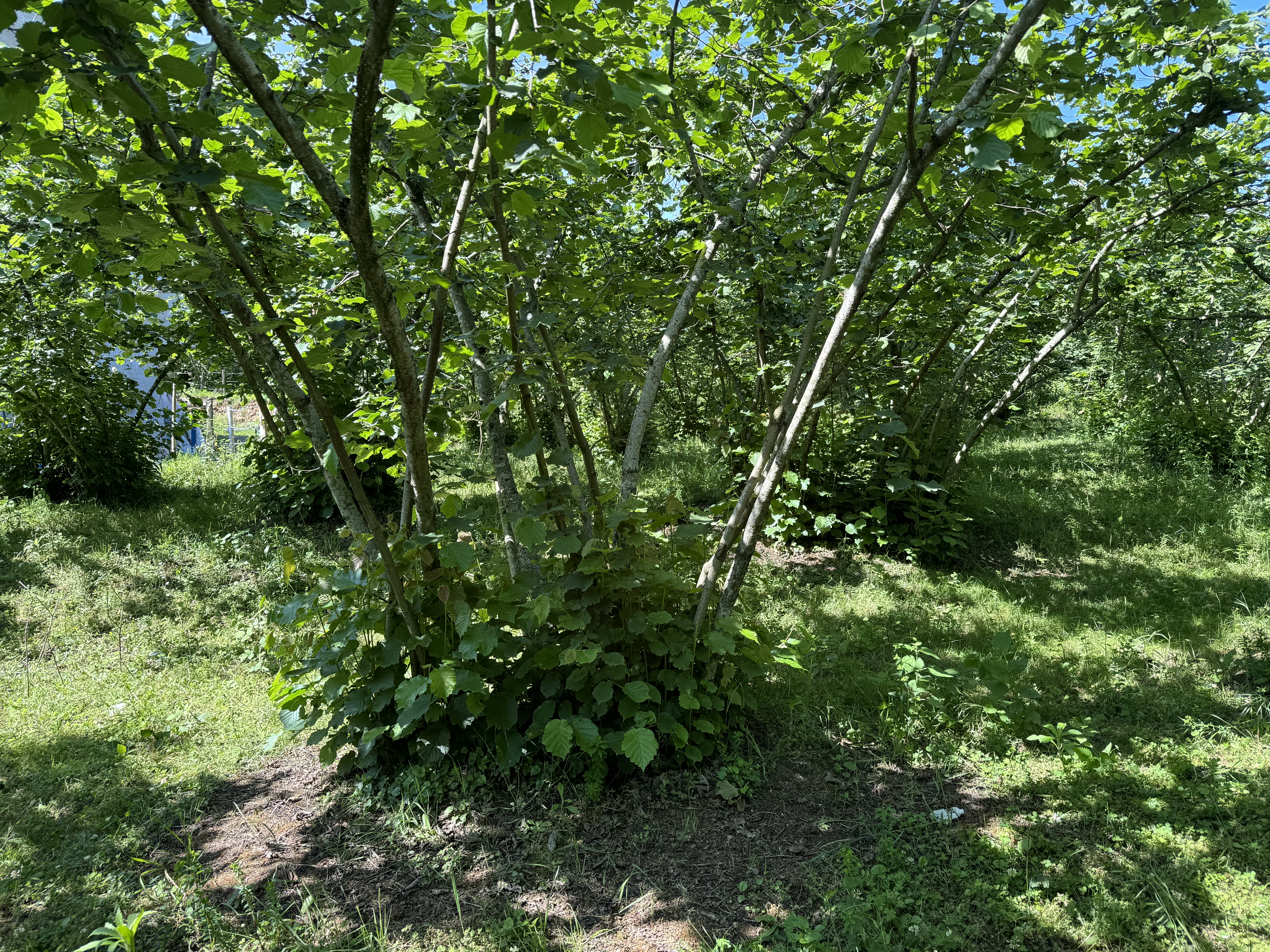 PIRAZIZ MADEN M.H SATILIK 480m ARSA - GİRESUN PİRAZİZ fotoğraf 33
