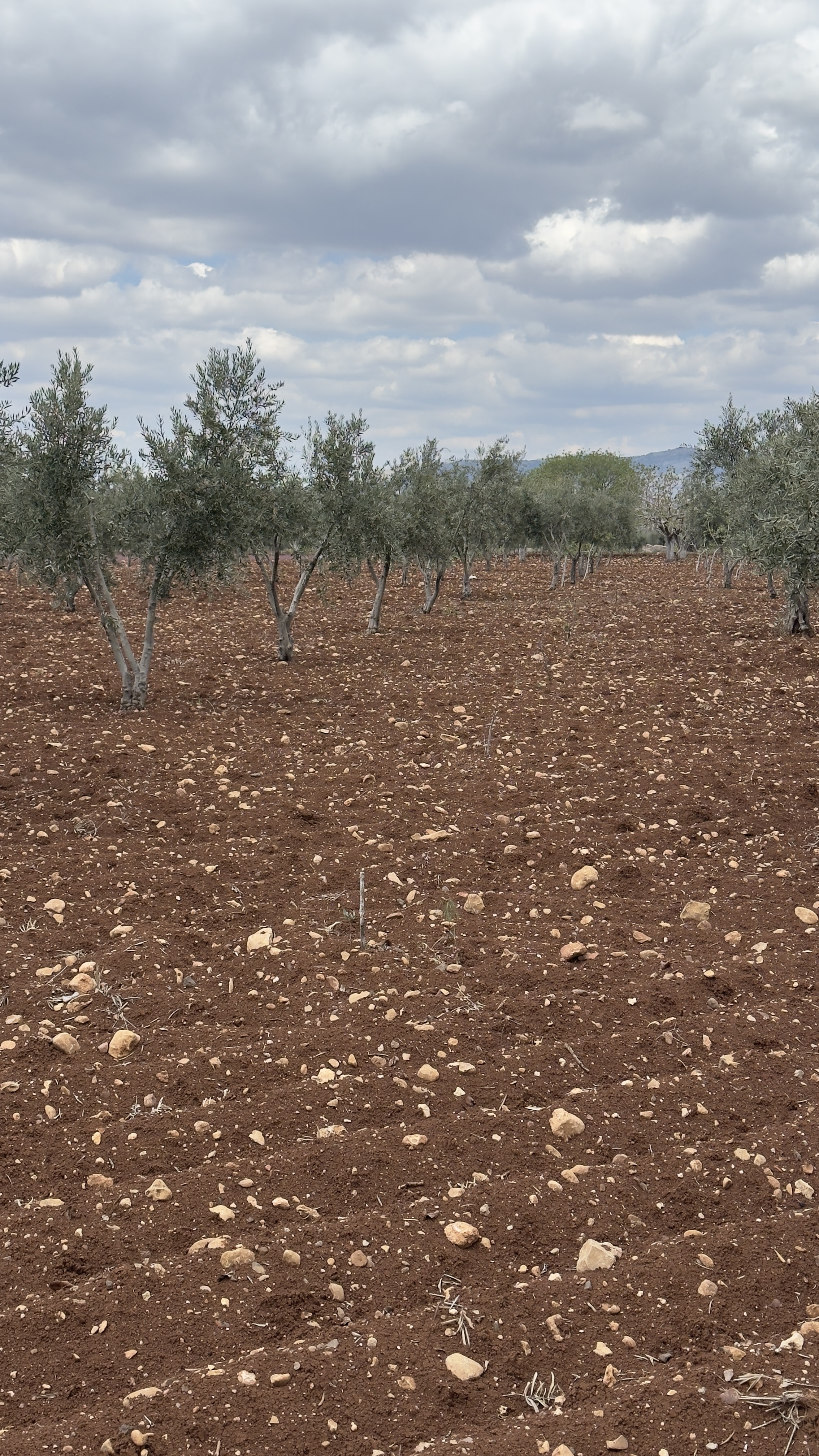 ÖZGÜRoğluEMLAK,tan SATILIK ZEYTİNLİK  - KİLİS MERKEZ fotoğraf 13