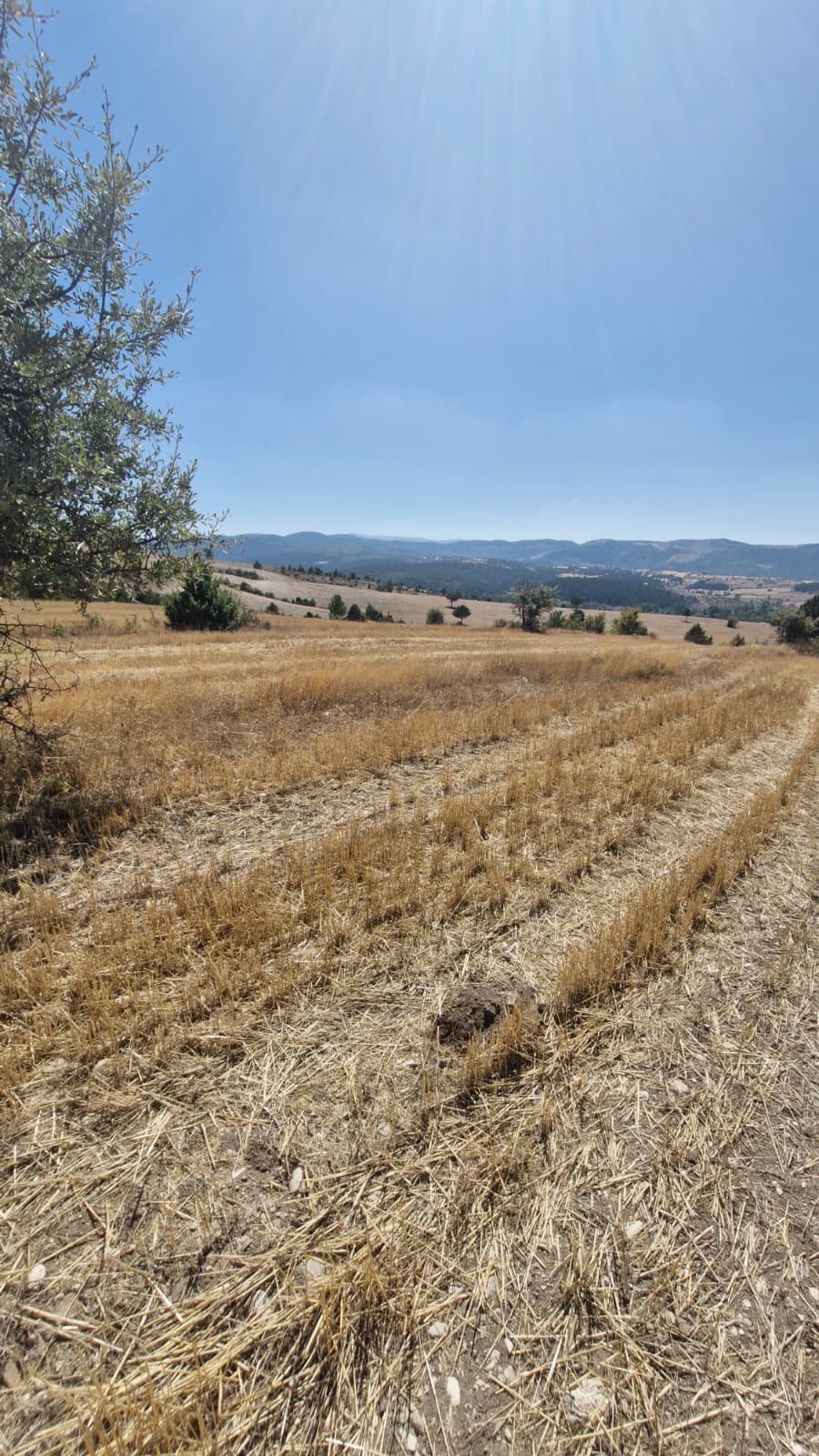   KÜTAHYA GEDİZ YEĞİNLER  KÖYÜNDE 5.332  M² TARLA  SATILIKTIR - KÜTAHYA GEDİZ fotoğraf 6