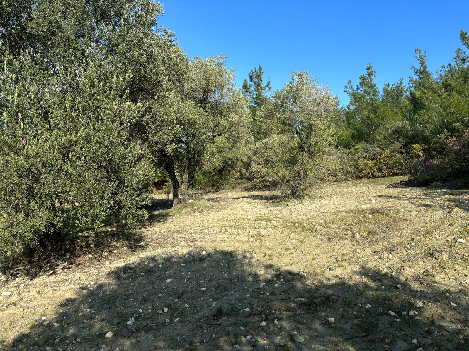 Manisa Şehzadeler Kale Mah. Satılık Zeytinli Tarla - MANİSA ŞEHZADELER fotoğraf 6