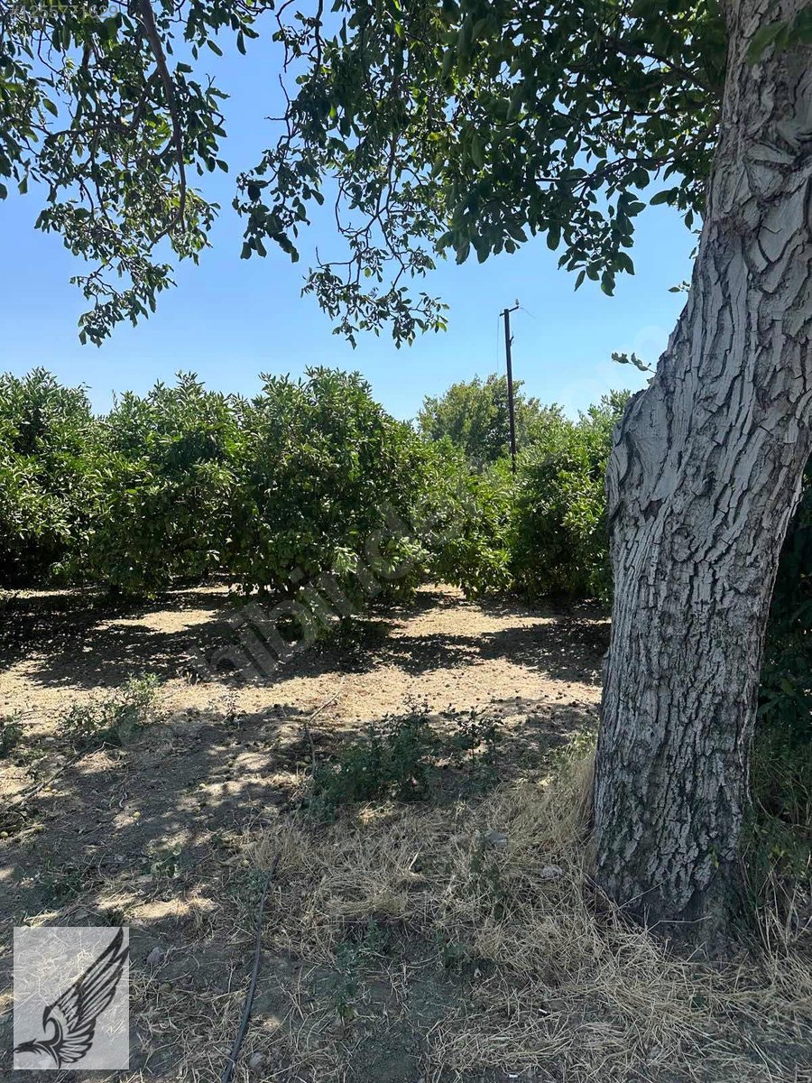 Seferihisar Hıdırlık Mahallesi 5.700M2 Satılık Mandalina Bahçesi - İZMİR SEFERİHİSAR fotoğraf 4
