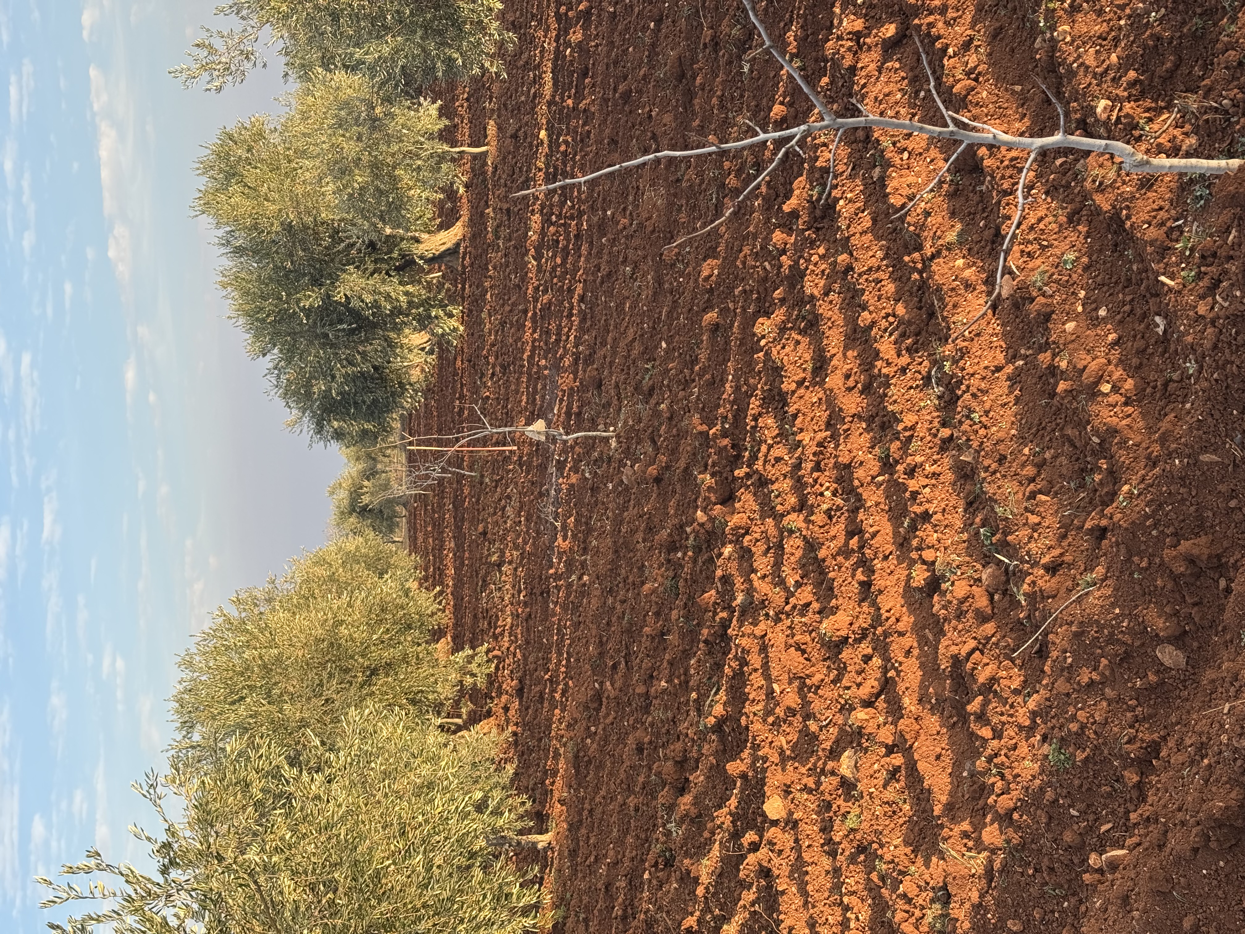 SATILIK ZEYTİNLİK  - KİLİS MERKEZ fotoğraf 4