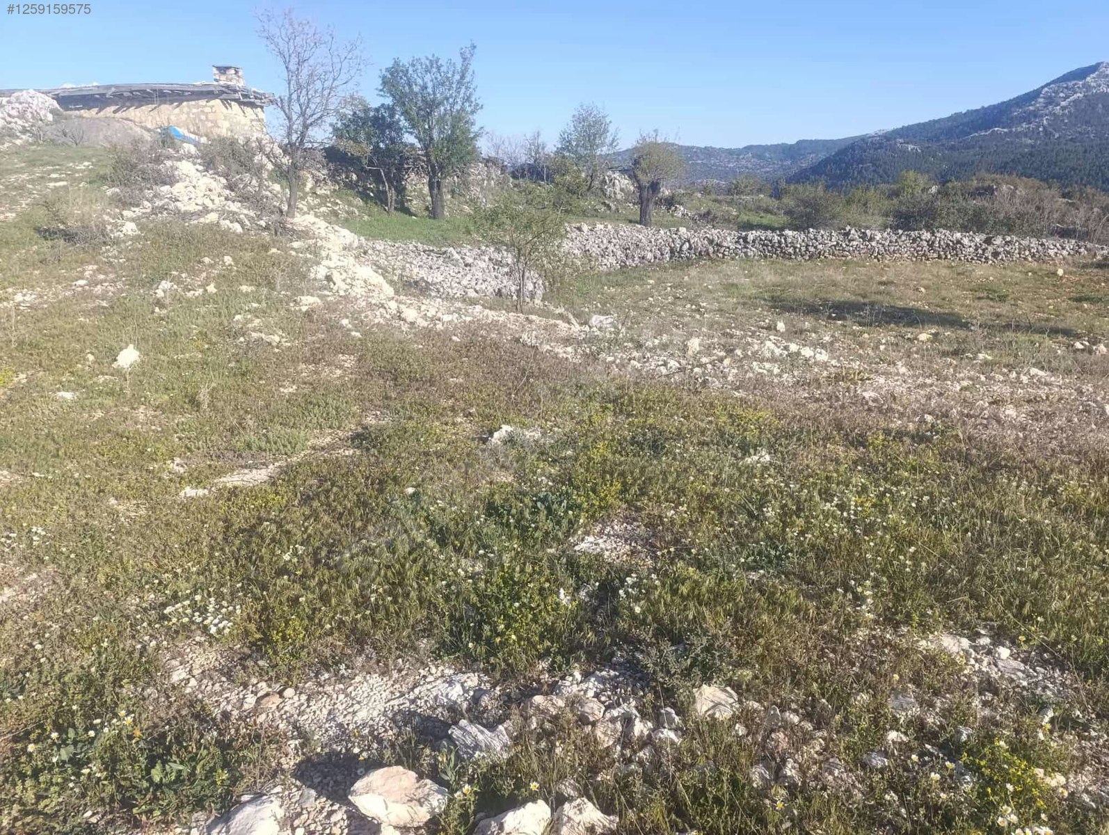 Badem bahçesi işlenmiş yeri   Mersin / Gülnar / Göktürk Mh. 801M²  - MERSİN GÜLNAR fotoğraf 6