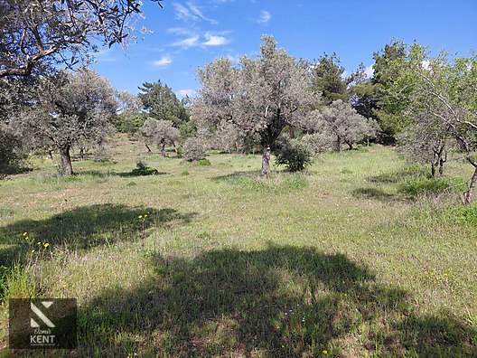 Kemalpaşa Dereköy'de Satılık 4850 m2 Bahçe - İZMİR KEMALPAŞA fotoğraf 22