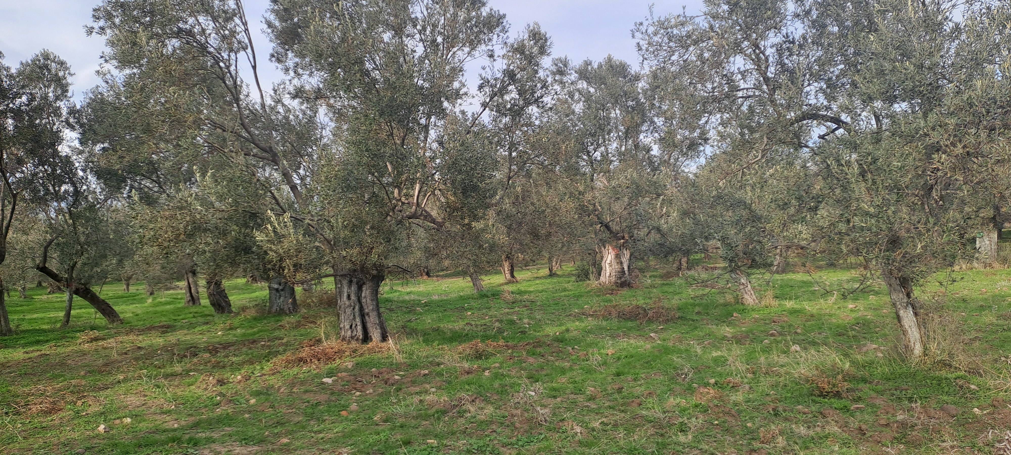 HAKANOĞLU GROUP'TAN MESCİT MAH.SATILIK ZEYTİNLİK - BALIKESİR HAVRAN fotoğraf 12