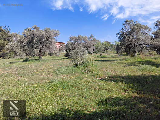 Kemalpaşa Dereköy'de Satılık 4850 m2 Bahçe - İZMİR KEMALPAŞA fotoğraf 20