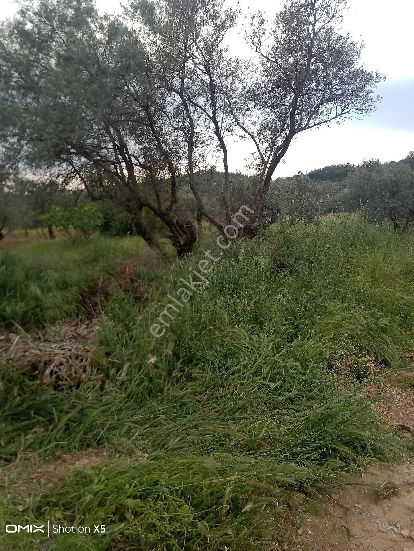 İzmir Torbalı Orman Köyde 2 Dönüm Dümdüz Zeytinlik Satılık - İZMİR TORBALI fotoğraf 11