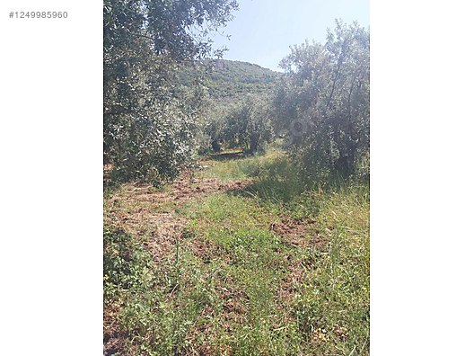 BURSA MUDANYA TİRİLYE (TALATBEY)  KÖYÜNDE 1.074 M²  ZEYTİNLİK SATILIKTIR - BURSA MUDANYA fotoğraf 3