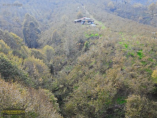 FIRSAT SAKARYA KARAPÜRÇEK İNÖNÜDE EV VE 16 DÖNÜM FINDIK BAHÇESİ - SAKARYA KARAPÜRÇEK fotoğraf 38