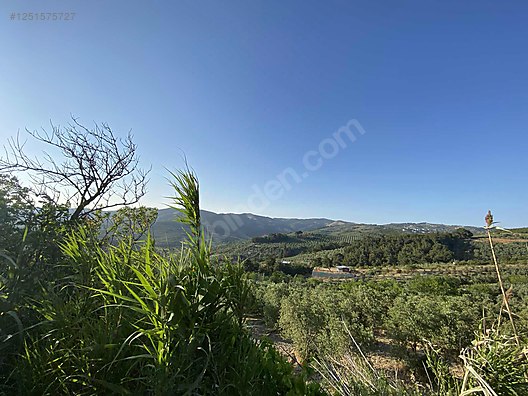 BURSA MUDANYA DEREKÖY KÖYÜNDE 3.673 M² ZETİNLİK SATILIKTIR. - BURSA MUDANYA fotoğraf 6