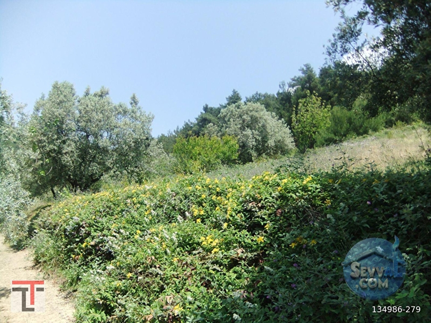 TEZCAN GAYRİMENKUL'DEN SAKARYA/GEYVE/DOĞANTEPE KÖYÜNDE ZEYTİNLİK. - SAKARYA GEYVE fotoğraf 9