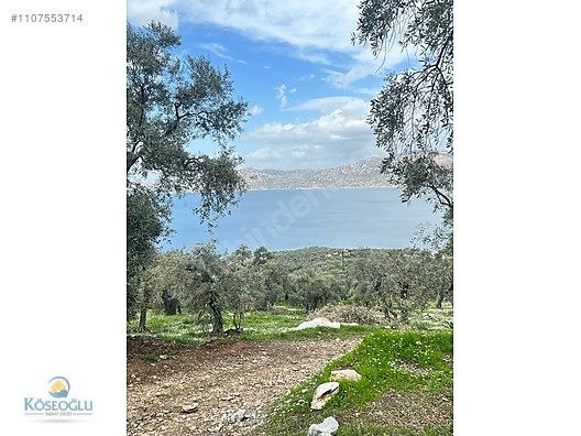 MUGLA MİLAS KARAHAYIT KOYUNDE ASFALTA SİFİR ZEYTİNLİK BAKİMLİ - MUĞLA MİLAS fotoğraf 2