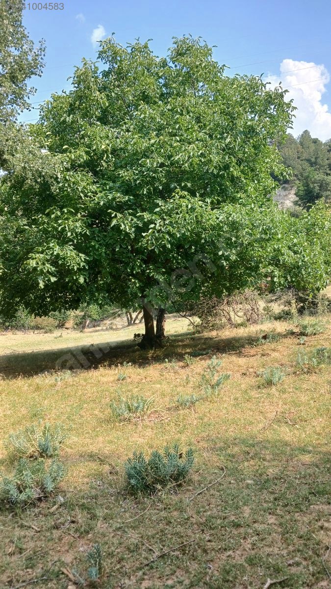 DENİZLİ BABADAĞ KELLECİ KÖYÜNDE  1.586 M²  BAĞ SATILIKTIR - DENİZLİ BABADAĞ fotoğraf 20
