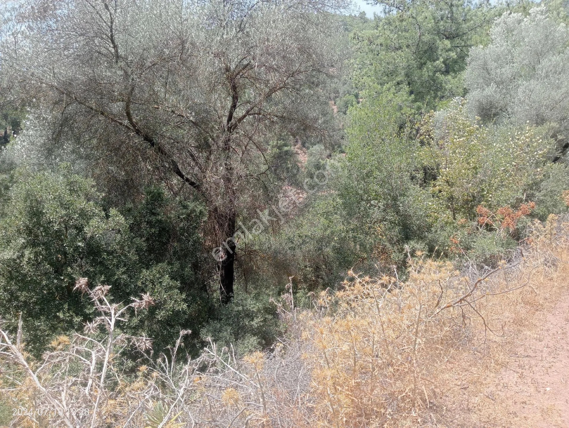Antalya Kumluca Orta Köyde Satılık Tarla İnceoğlu Emlak - ANTALYA KUMLUCA fotoğraf 24