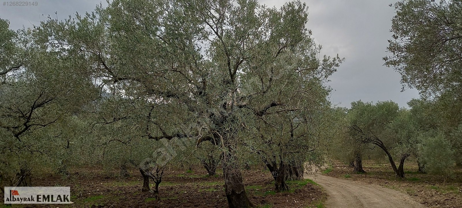 AKHİSAR SAKARKAYA DA ŞOK FİYAT SATILIK 3.850 M2 ZEYTİNLİK - MANİSA AKHİSAR fotoğraf 11