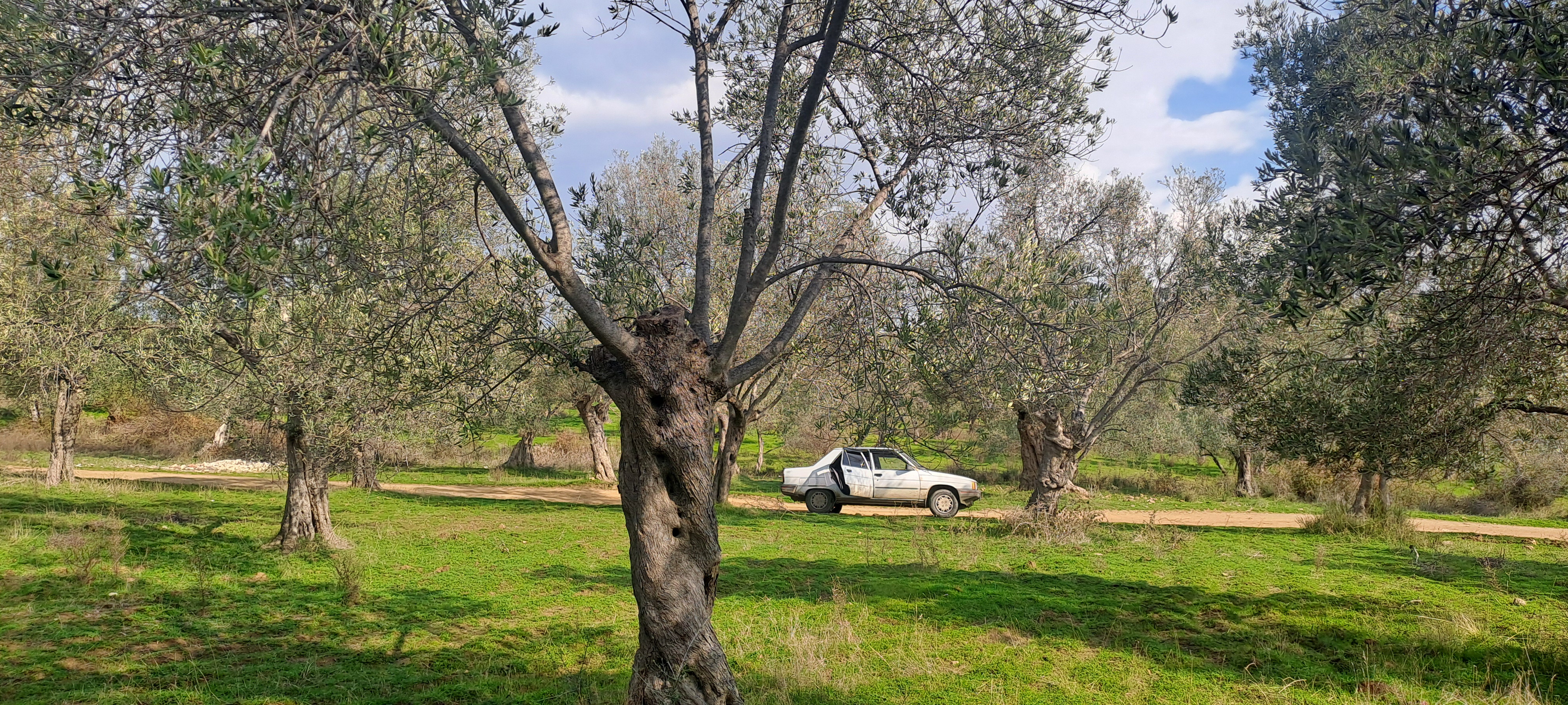 HAKANOĞLU GROUP'TAN TUZCUMURAT MAH. SATILIK ZEYTİNLİK - BALIKESİR EDREMİT fotoğraf 19