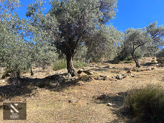 Bayındır Yusuflu Satılık 6050 m2 Zeytinlik Tek Tapu - İZMİR BAYINDIR fotoğraf 46