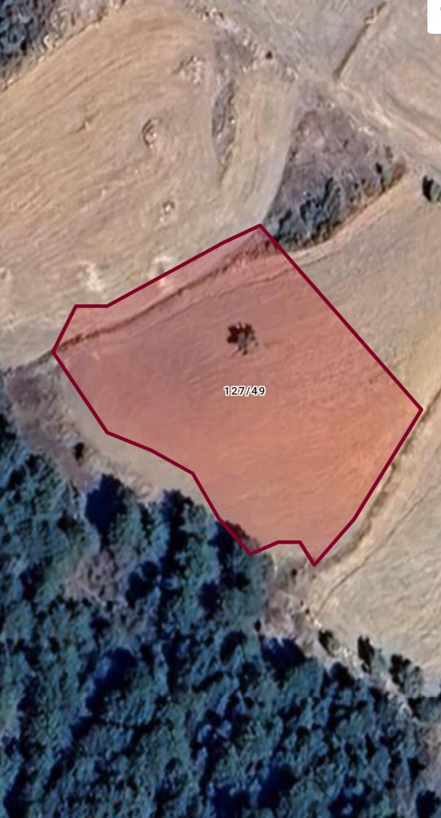 UŞAK MERKEZ AKKAYA MAH (PAÇACILAR KÖYÜ) 2.569M² TARLAMIZ SATILIK - UŞAK MERKEZ fotoğraf 4