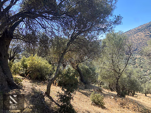 Bayındır Yusuflu Satılık 6050 m2 Zeytinlik Tek Tapu - İZMİR BAYINDIR fotoğraf 3