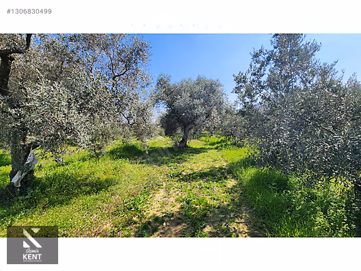 Kemalpaşa Ören Satılık Zeytinlik 1.230 m2 - İZMİR KEMALPAŞA fotoğraf 25