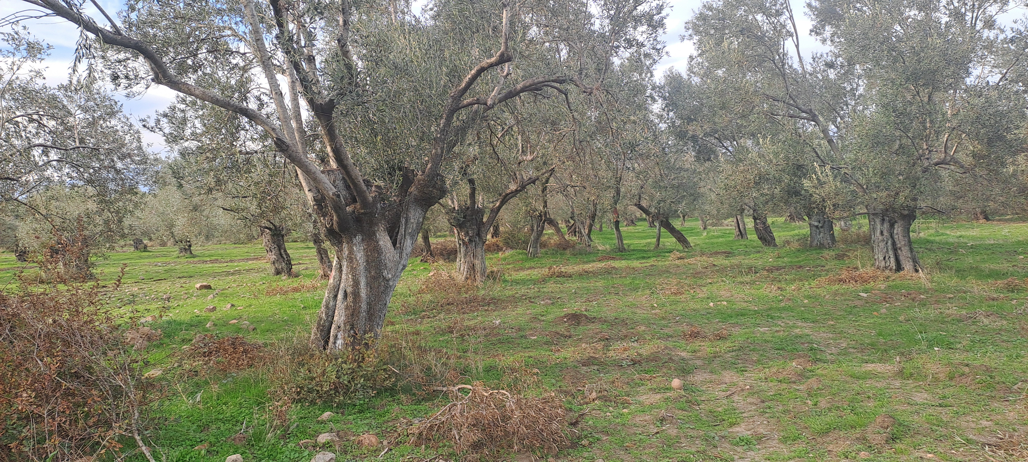 HAKANOĞLU GROUP'TAN MESCİT MAH.SATILIK ZEYTİNLİK - BALIKESİR HAVRAN fotoğraf 11