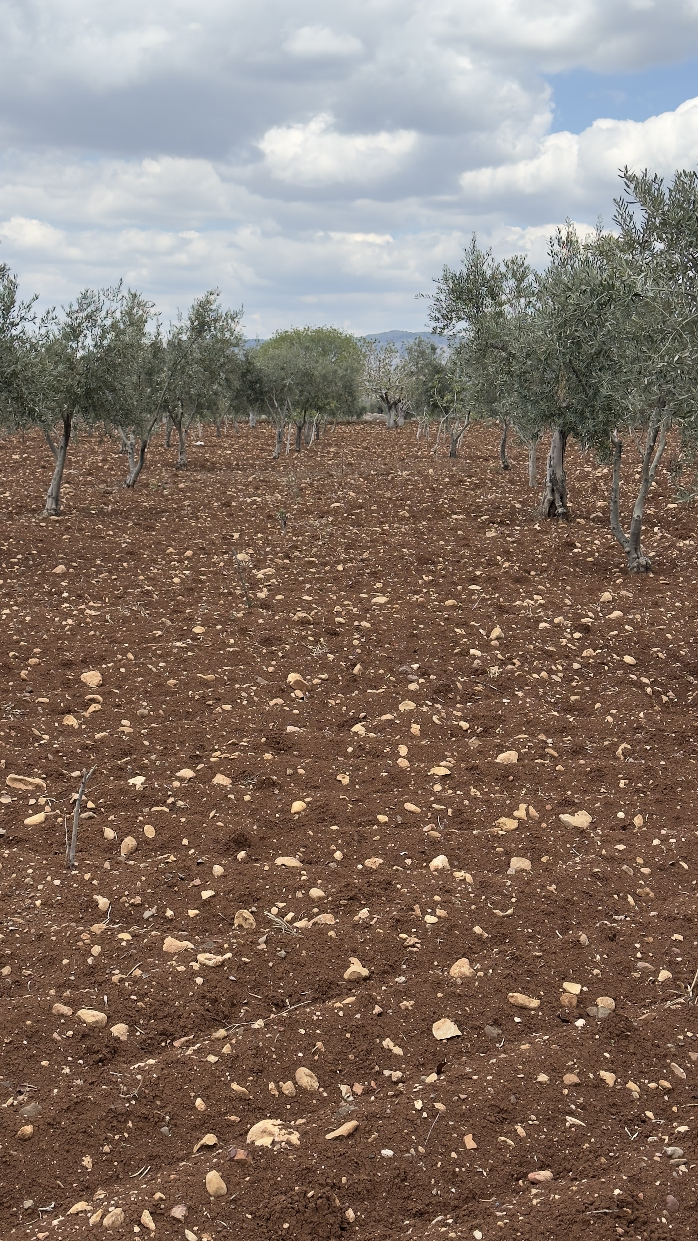 ÖZGÜRoğluEMLAK,tan SATILIK ZEYTİNLİK  - KİLİS MERKEZ fotoğraf 11