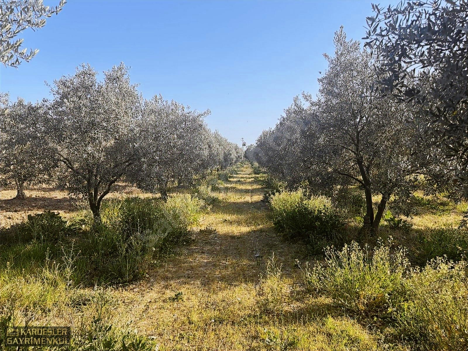 SATILIK GÖLMARMARA SALİHLİ YOLU ÜZERİNDE ASFALT ÜSTÜ ZEYTİNLİK - MANİSA AKHİSAR fotoğraf 16