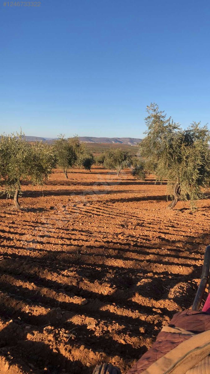 PUSULA EMLAKTAN KARNEBİDE ASFALTA YAKIN 4.6 DÖNÜM 50 AĞAÇ - KİLİS MERKEZ fotoğraf 4