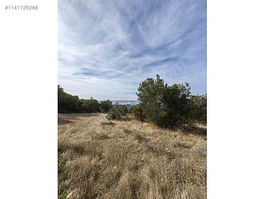 İZMİR ALİAĞA AŞAĞIŞAKRAN KÖYÜ’NDE 7.507 M² ZEYTİNLİK SATILIKTIR - İZMİR ALİAĞA fotoğraf 5