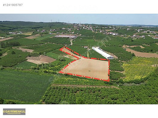11.752 M² FIRSAT FINDIK BAHÇESİ SAKARYA KAYNARCA ZİAHMET MAH. - SAKARYA KAYNARCA fotoğraf 5