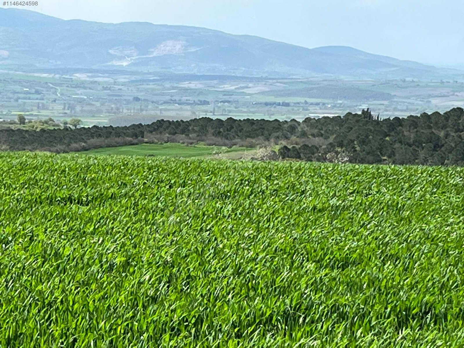 BURSA M.KEMALPAŞA KOSOVA 2.680 M² TARLA SATILIKTIR. - BURSA MUSTAFAKEMALPAŞA fotoğraf 9