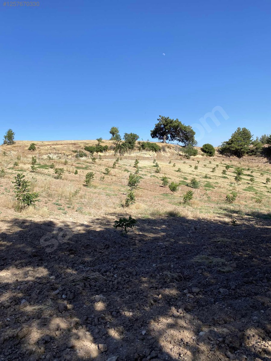 DENİZLİ BULDAN BOSTANYERİ    9.645 M²  TARLA SATILIKTIR - DENİZLİ BULDAN fotoğraf 10