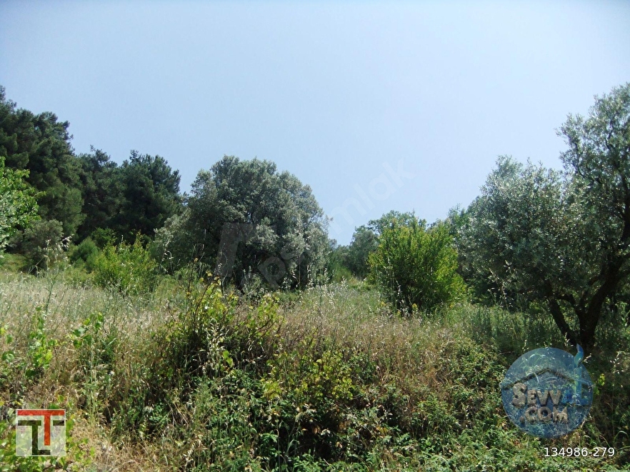 TEZCAN GAYRİMENKUL'DEN SAKARYA/GEYVE/DOĞANTEPE KÖYÜNDE ZEYTİNLİK. - SAKARYA GEYVE fotoğraf 12