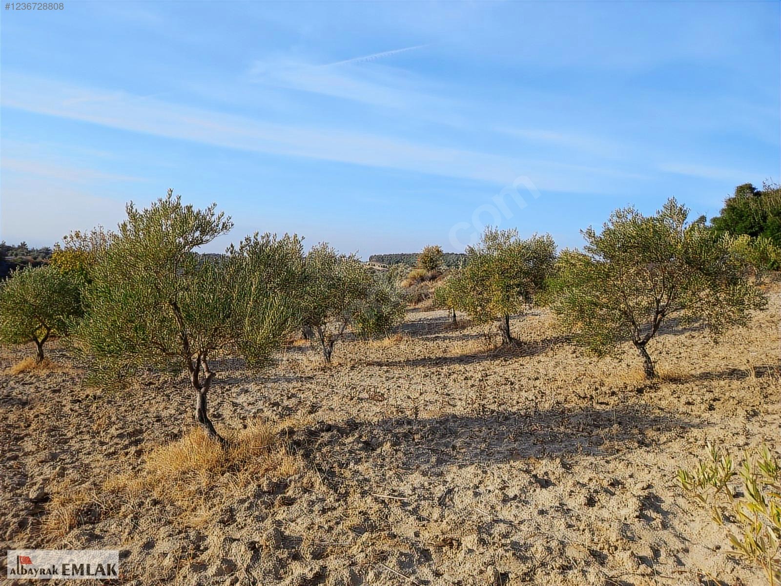 SARUHANLI HACIMUSA DA SATILIK 8.000 M2 ZEYTİNLİK 1.700.000 TL - MANİSA SARUHANLI fotoğraf 9