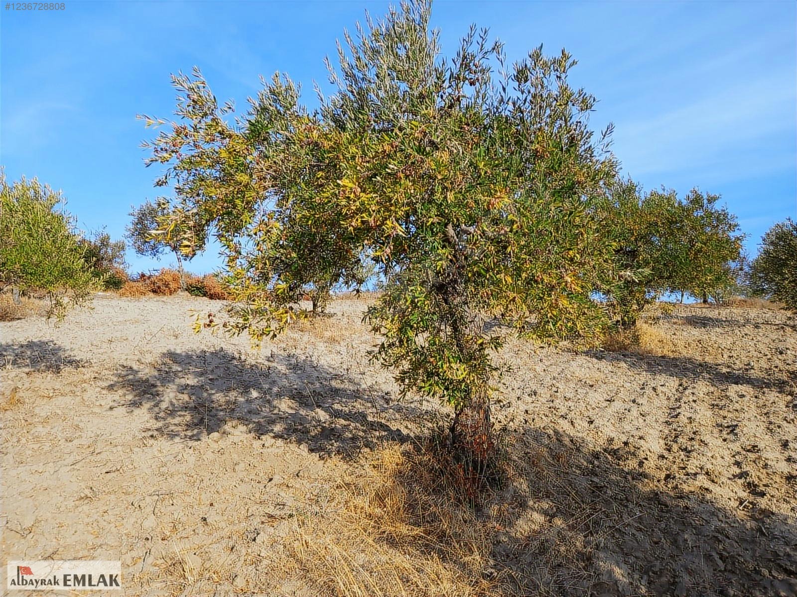 SARUHANLI HACIMUSA DA SATILIK 8.000 M2 ZEYTİNLİK 1.700.000 TL - MANİSA SARUHANLI fotoğraf 23