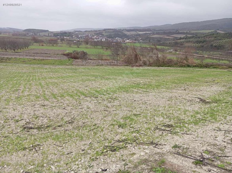 BURSA KARACABEY ÇAMLICA KÖYÜNDE 2.250  M² TARLA SATILIKTIR - BURSA KARACABEY fotoğraf 4