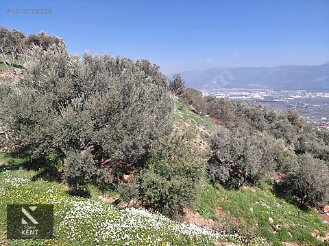 Kemalpaşa Soğukpınar İmar Gelişim Alanında Satılık 2,877m2 Bahçe - İZMİR KEMALPAŞA fotoğraf 39
