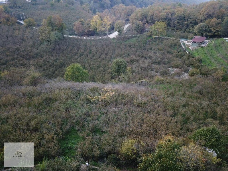 MG Akyazı Dokurcun Haydarlarda 3528 m² Düz Fındıklık Arazi - SAKARYA AKYAZI fotoğraf 5
