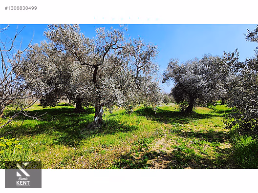 Kemalpaşa Ören Satılık Zeytinlik 1.230 m2 - İZMİR KEMALPAŞA fotoğraf 17