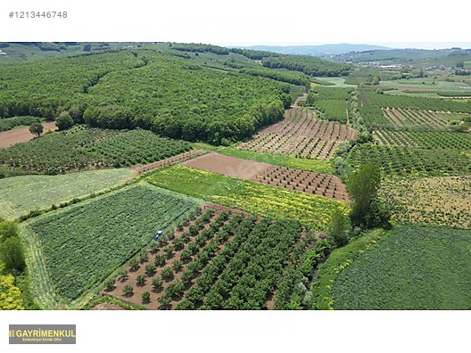 YATIRIM FIRSATI 3.962 M² TARLA FERİZLİ SARIAHMETLER MAH. - SAKARYA FERİZLİ fotoğraf 7