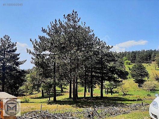 HAVRAN FAZLICA HANLAR MEVKİİ EKO TURİZME UYGUN 12500 M2 TARLA - BALIKESİR HAVRAN fotoğraf 2