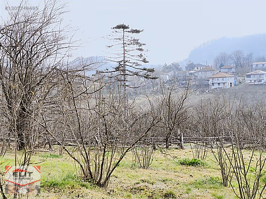 Kocaali Kirazlı'da 4.286m² Fındık Bahçesi ve 780m² İmarlı Arsa - SAKARYA KOCAALİ fotoğraf 3